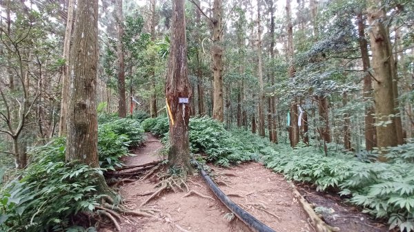 【苗栗南庄】向天湖山光天高山小O繞2933173