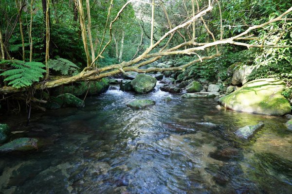 新北 萬里 鹿崛坪山、富士坪山、大尖山2353376