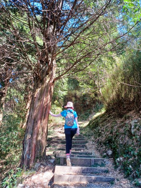 【台中和平】大雪山啞口觀景台步道2933080