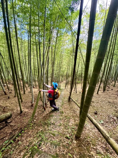 挑竹古道6號走小半天6連峰出孟宗竹林古戰場3108712