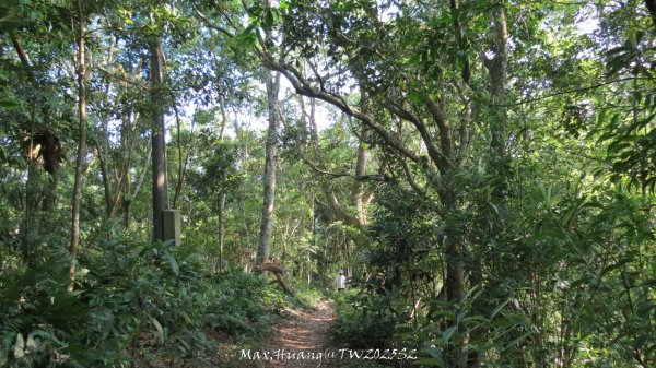 《苗栗》古道柳杉｜雲洞宮鳴鳳古道南長城步道登三湖山202505022777129