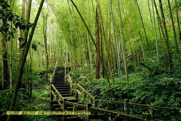 【嘉義】奮起湖南北側環狀步道 [杉林棧道-奮起步道-木馬棧道(未竟)]