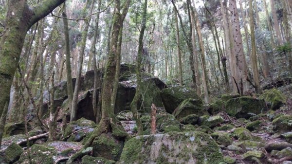 雨中的加里山步道1251303