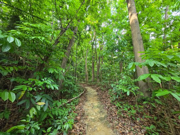 2025-04-21 茶頂山桃花心木步道2767809