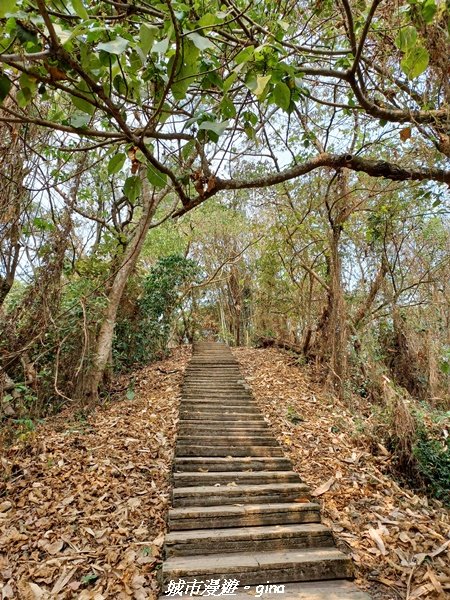 【雲林古坑】荷苞山登山步道x 桐花公園2118577