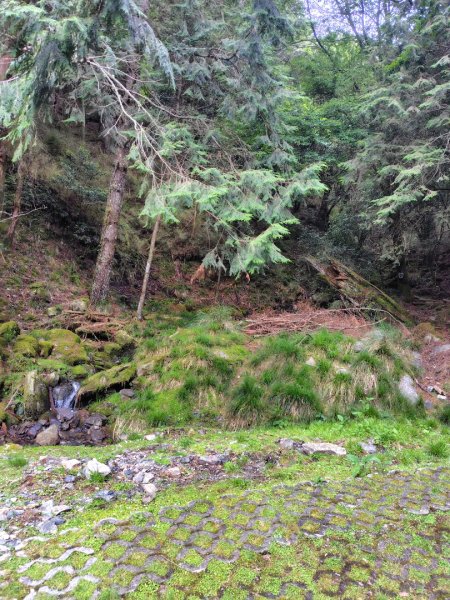 稍來小雪山國家步道、船型山、鞍馬山、鞍馬山東北峰、天池、雪山神木2799953