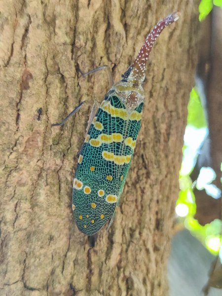 後花園散散步2879348