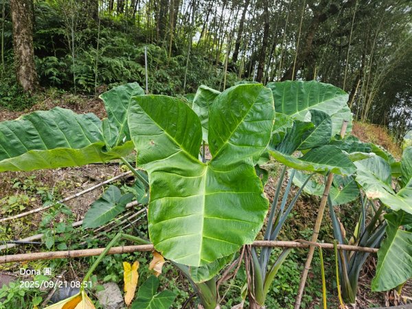 20250921平溪石筍尖連走赫山(三坑山)O型走2894472