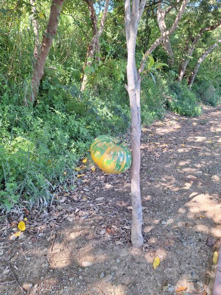 龍昇湖環湖步道+鄭漢步道202509132894811