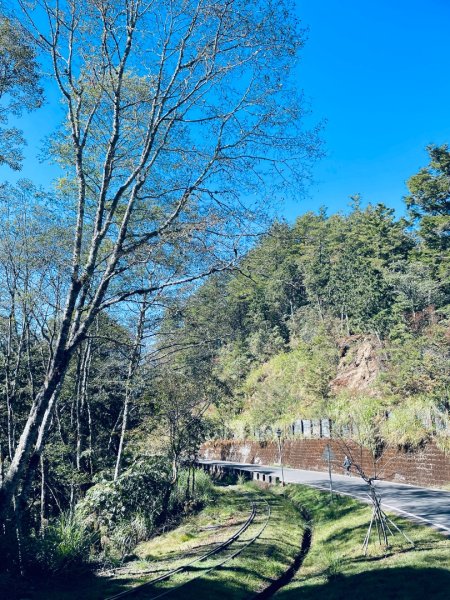 20251209 阿里山-小笠原觀景平台、祝山觀日步道2959811
