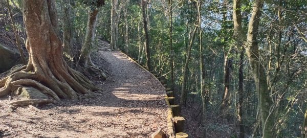 20240224_馬那邦山、細道邦山步道2436115