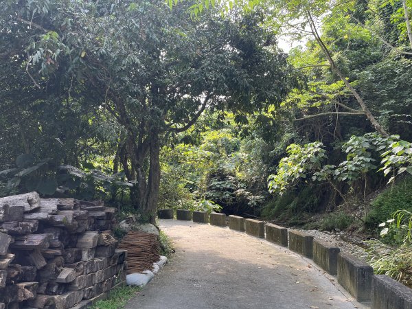 [百山百鳥尋旅-04/15] 2025_0817 龍過脈森林步道2863248