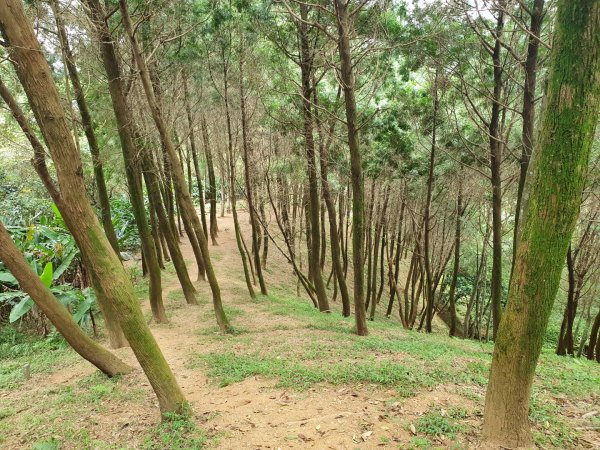 土城天上山，大暖尖山，猴洞，清水石門山，桐花公園，賞螢步道，承天禪寺，桃園福源山1645591