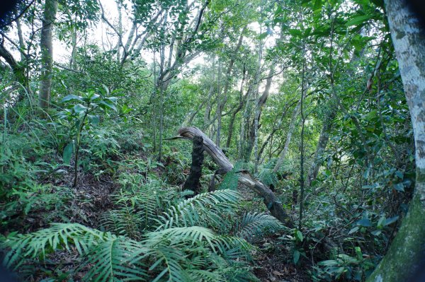 新北 三峽 內詩朗山、金平山2950914
