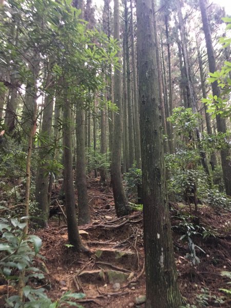 長壽山(1860)避暑輕鬆走一日行1079039