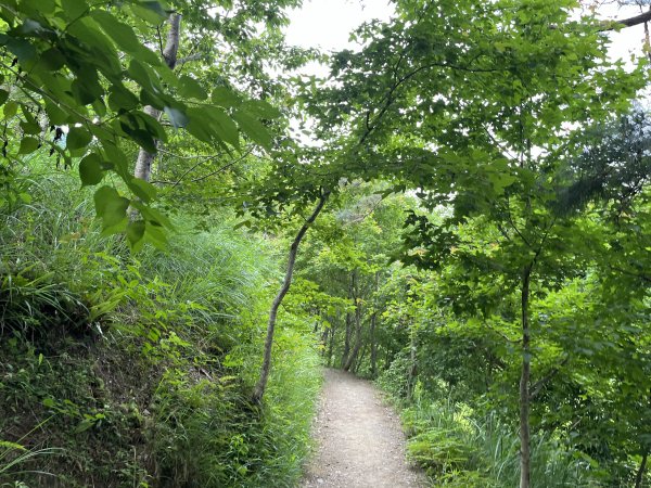 2025_0524 司馬庫斯神木群步道2797194