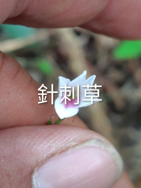 多納六秀 京大山2957529