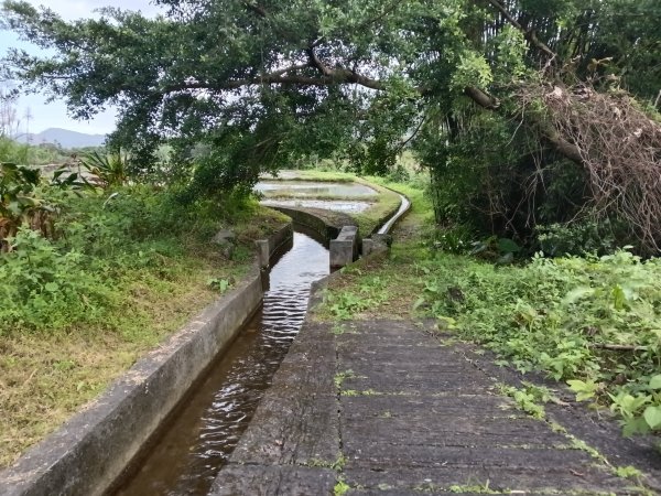 雙溪區冬陽下閃閃菅芒花2949409