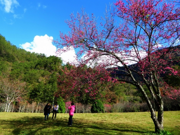 【新聞】奧萬大除夕休園 新春賞櫻納祥福