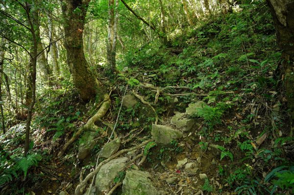 桃園 復興 上宇內山、南插天山2339571