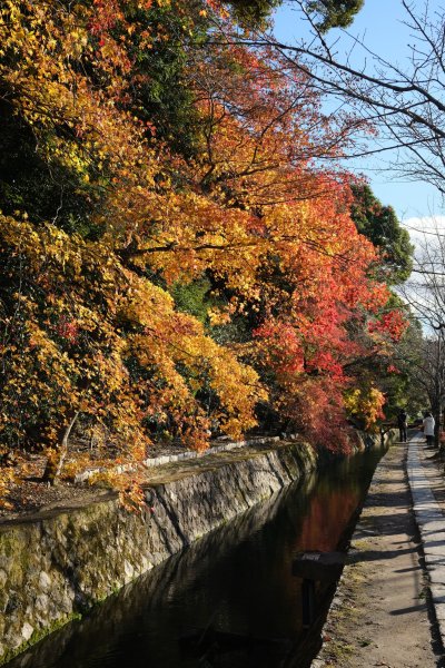 【海外健行】本山妙傳寺-平安神宮(御園)-哲學之道(大豐神社)散策1936079