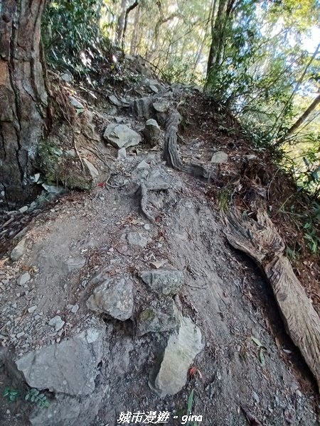 台中和平/2022谷關七雄慢旅台中登山活動認證。 針葉林道踩踏像地毯~馬崙山步道【谷關七雄】我完登了1939933