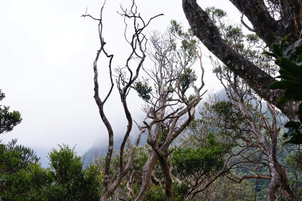 新竹關西鎮 水田林道之貴妃&那結山連走1539741