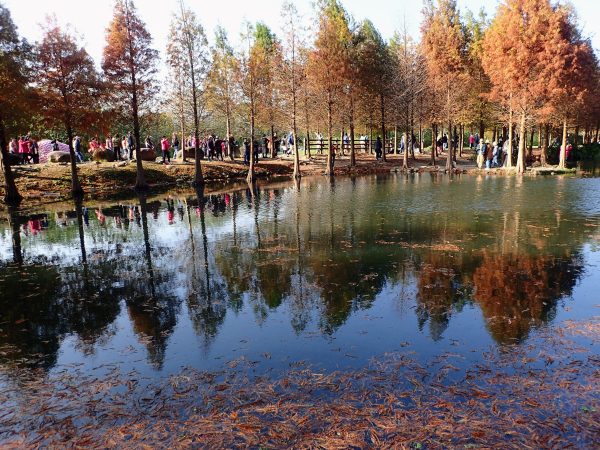 桃園大溪齋明寺-河濱公園落羽松-七張福德宮-山豬湖生態親水園區-月眉人工濕地落羽松-月眉古道-大溪老街