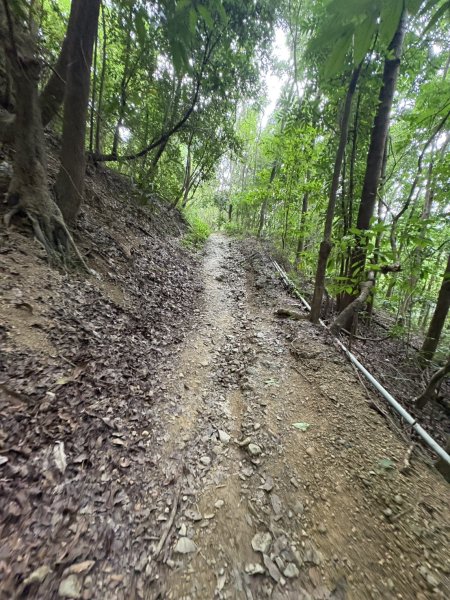 20251109棚集山步道2935243