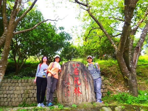 貓空 杏花林 滿園春色278334