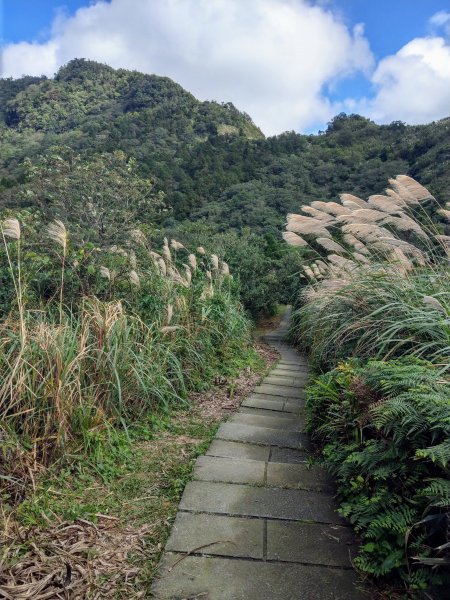 五分山步道登小百岳賞芒行+平溪公路落羽松776126