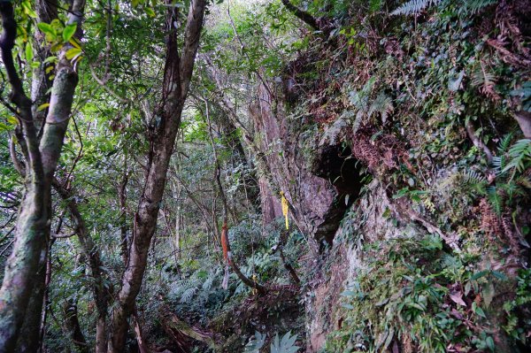 新竹關西鎮 水田林道之貴妃&那結山連走1539688