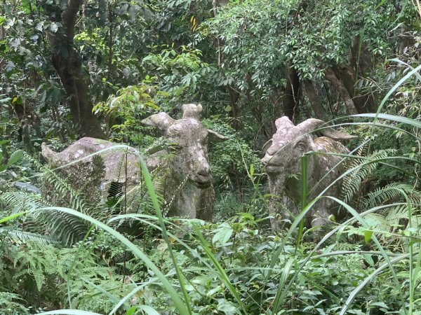 大崙頭尾山親山步道2767176