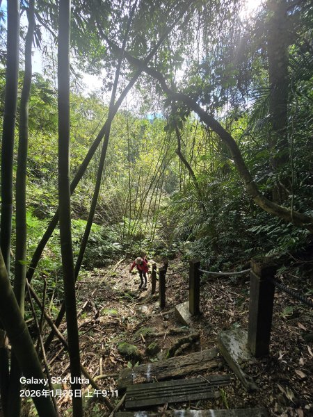 2026-01-25微笑山線：【天上山系】望月亭桐花段2988205