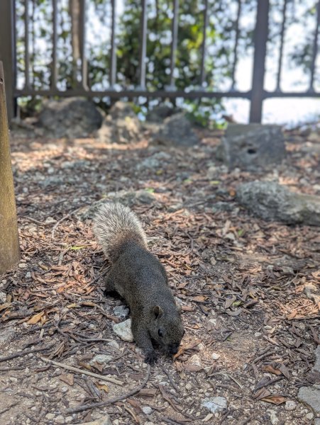 2025.03.25－壽山健走2746398