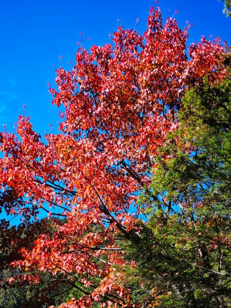 大雪山森林遊樂區賞楓2966053