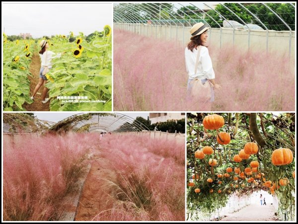 桃園觀音。向陽農場粉紅浪漫小清新粉黛亂子草