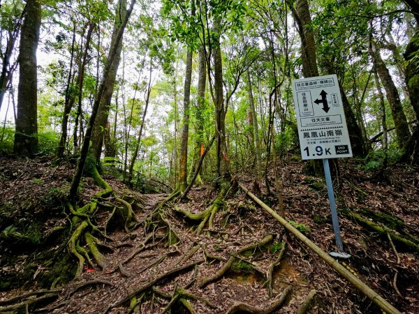 金柑樹山、忘憂森林步道-(南投)臺灣百大必訪步道2789381