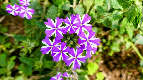 《蝶戀花。五色春深》2731646