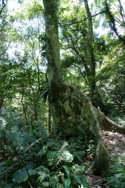 白雞山．大板根原始森林區1038497