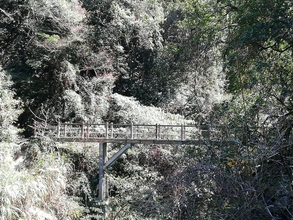 再戰霞喀羅國家步道，養老登山口↹白石吊橋538017