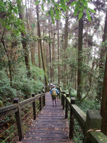 大凍山/霹靂山/雲之道/櫻之道696965