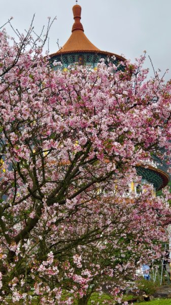 #天元宮 #吉野櫻 #頂湖小鎮 #紫藤 3/283024026