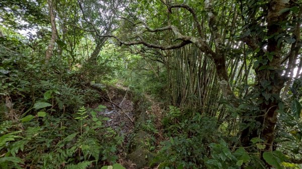 114.06.21大竹坑山-小粗坑山-石門山之旅2818861