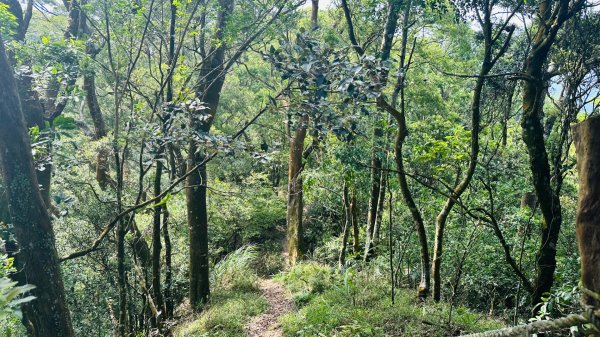 1140419鳴鳳古道2765877