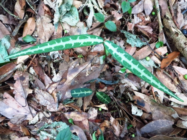 陽明山國家公園原生花草62490