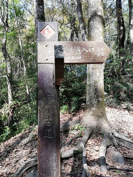 再戰霞喀羅國家步道，養老登山口↹白石吊橋538010