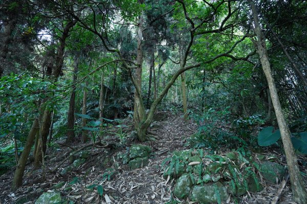 苗栗 泰安 洗水山2399055