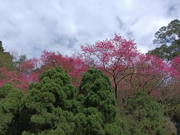汐止區大尖山櫻花+秀峰瀑布O型3009418