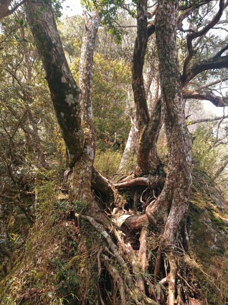 那結山（嘎色鬧部落線）893448